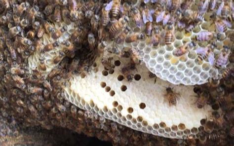 安神明爐 蜜蜂在家築巢怎麼辦